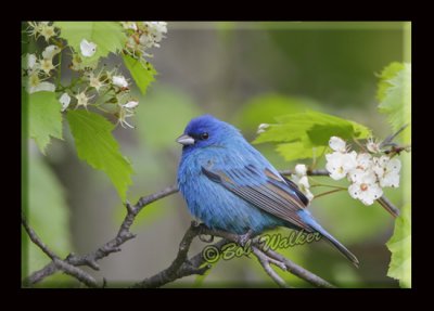 An Indigo Bunting (Passerina cyanea) Perched In An Apple Tree