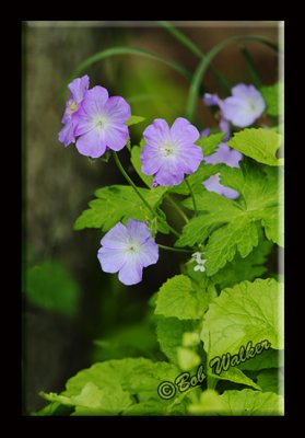 Wild Geraniums (Geranium macalatum)