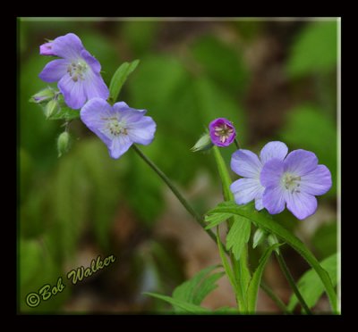 Wild Geraniums (Geranium macalatum)