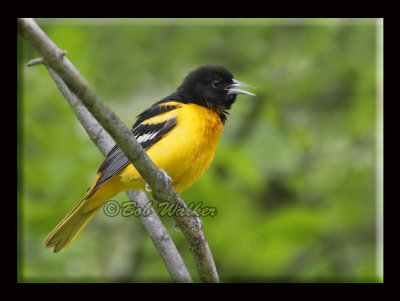 Baltimore Oriole Oddity With Aberrant Yellow Coloring