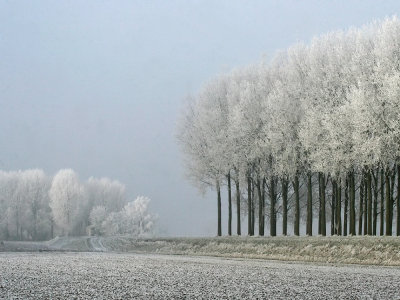 Reuzenhoek