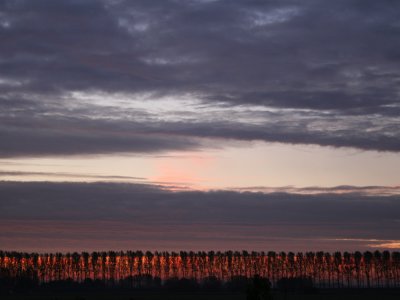 burning trees.