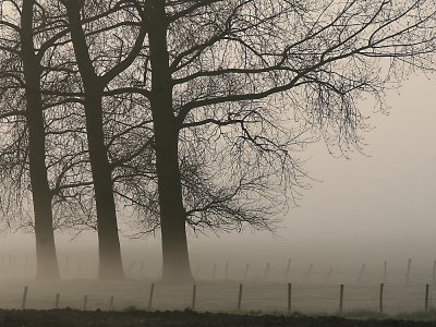 three in the fog.