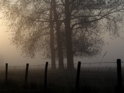 three in the fog.