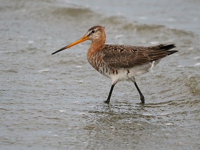 grutto-godwit