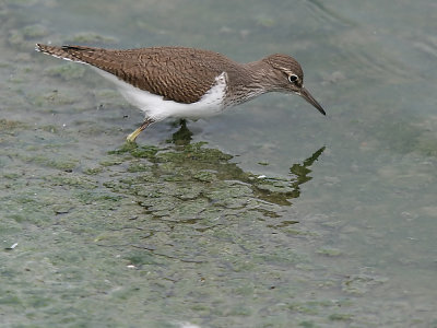 oeverloper-sandpiper