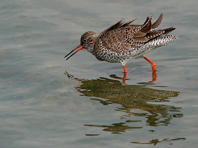 tureluur-redshank