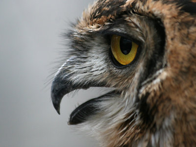 eagle_owl