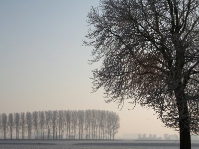 Reuzenhoek