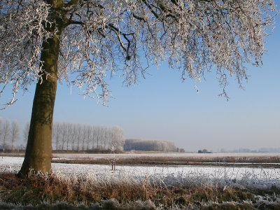 Reuzenhoek