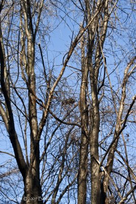 Nest in Maple Trees & Vine Thicket