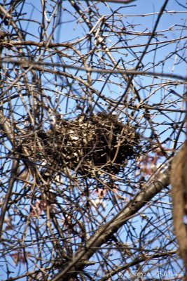 Up Close in Thicket