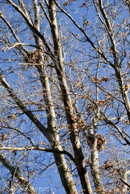 Nest in Oak tree