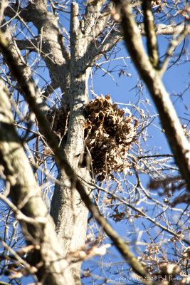 Closer View of the Nest in Oak Tree