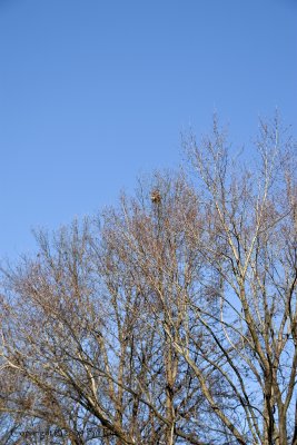 Nest in Maple Trees