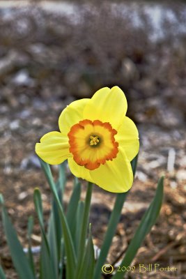 Yellow and Orange Daffodil