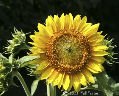 Note: This wild sunflower measured 22 inches, nearly two-foot, across it's diameter.  