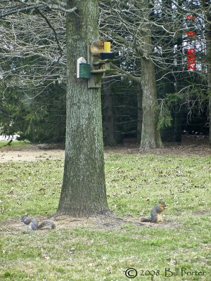 One Gray Squirrel & Two Fox Squirrels