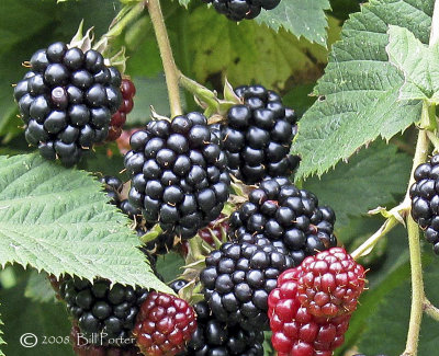 Thornless Blackberries