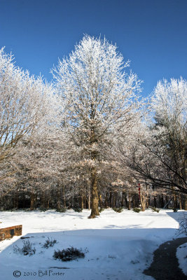 Frozen Fog