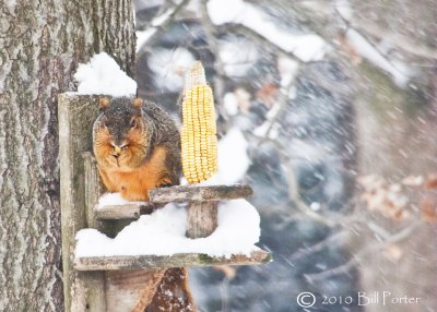 Eating Corn