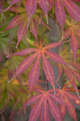 Japanese Maple Leaves