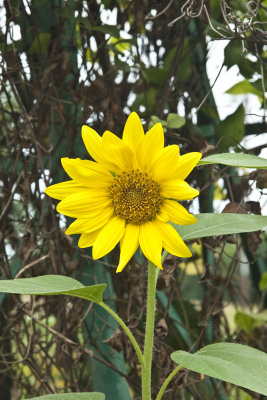 This sundflower is only about three foot tall and the flower diameter was about seven inches across.  We always have several of the sunflowers grow as they are sown by the birds.