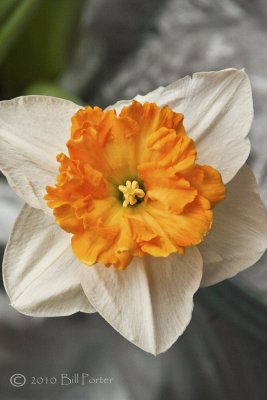 Orange & Cream Daffodil