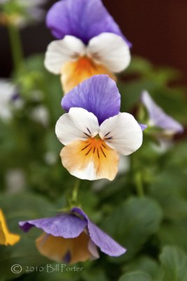 Blue over White w/Gold Viola Flower