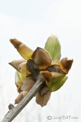 Missouri Mammoth Hickory Nut Blossom from Backside
