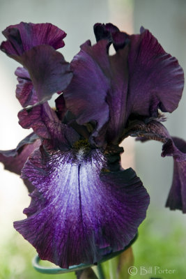 A new Bearded Iris named Baltic Star that has a glowing white in the center of the falls. 