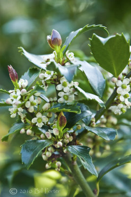 Holly Blossoms