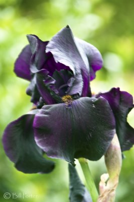 Old Black Iris 2010
