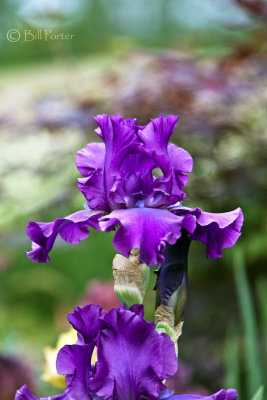 Old Lavendar Iris 2010