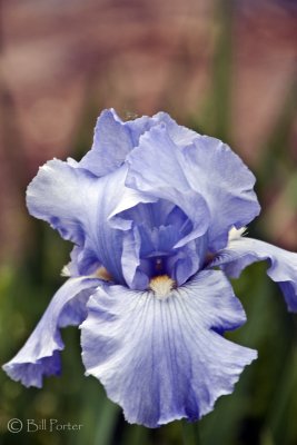 Old Light Blue Iris 2010