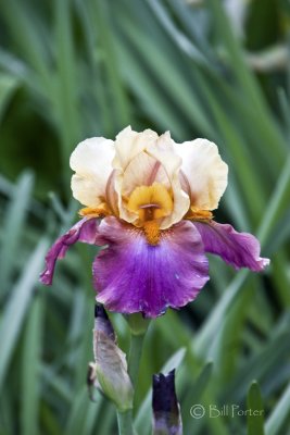 An ever-bloomer iris.