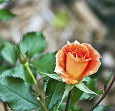 First rose bloom of the season. 