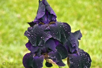 Three Black Irises stacked together on a rainy day.