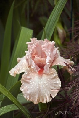 Ruffled Pink Iris 2010