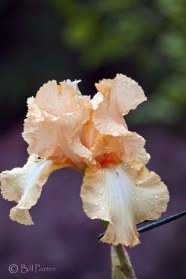 Ruffled Orange Iris 2010