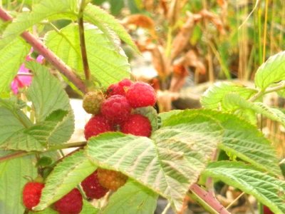 Rubus idaeus