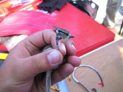 Jornada d'anellament a carrec de Marc Perez Lopez. Mallerenga emplomallada (Parus cristatus)