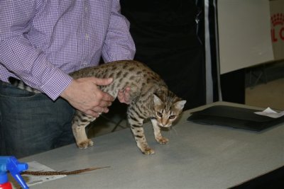 Little Sussie on SPINshow 2008