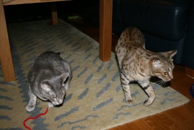 Kattvnner
