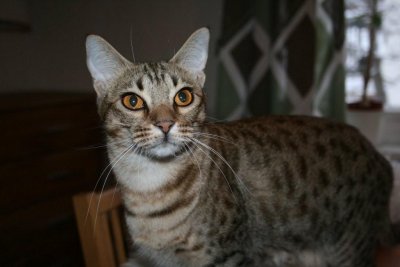 Ocicat Frger/ Ocicat colour