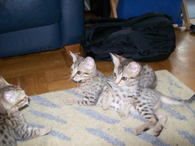 Wilmas Litter 2009