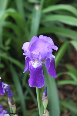 Iris
