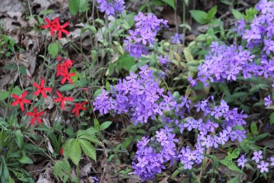 Wildflowers