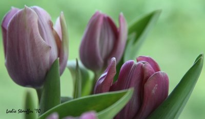 tulips