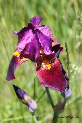 IMG_4724.JPG